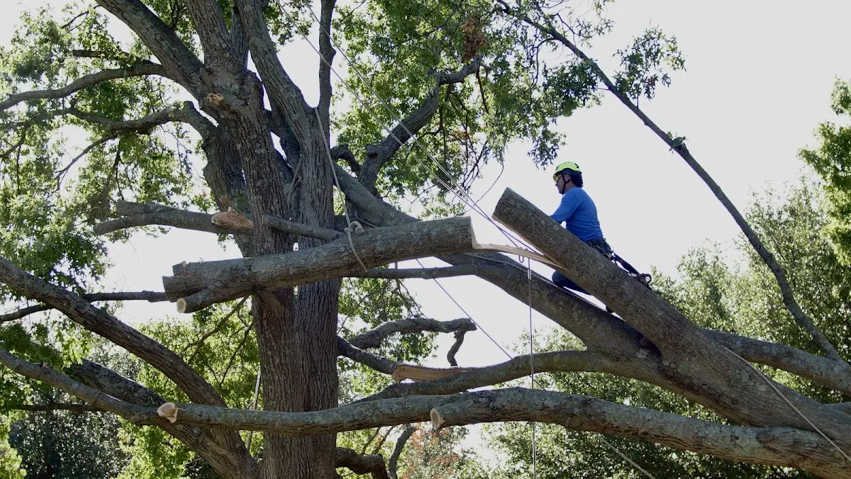 Professional Crown Thinning performed by certified arborists in Circle