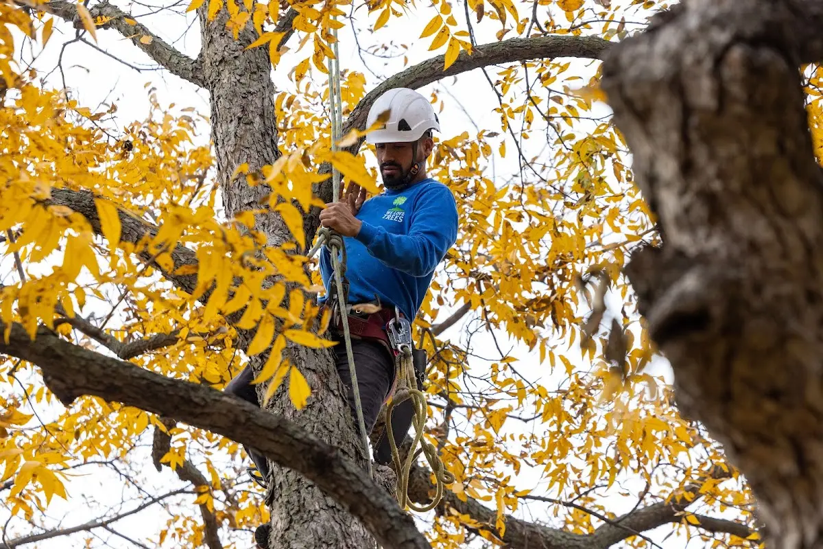 Skilled Tree Trimming crew working in Circle